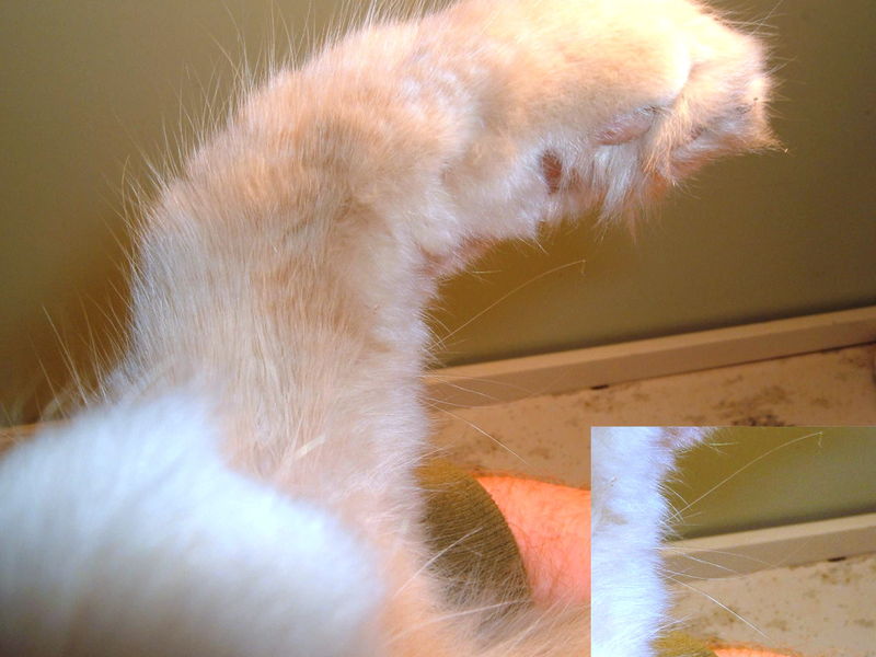 800px-Whiskers_on_cat_paw.jpg