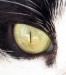 Cats_eye_closeup.jpg