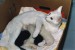 White_Cat_Nursing_Four_Kittens.jpg